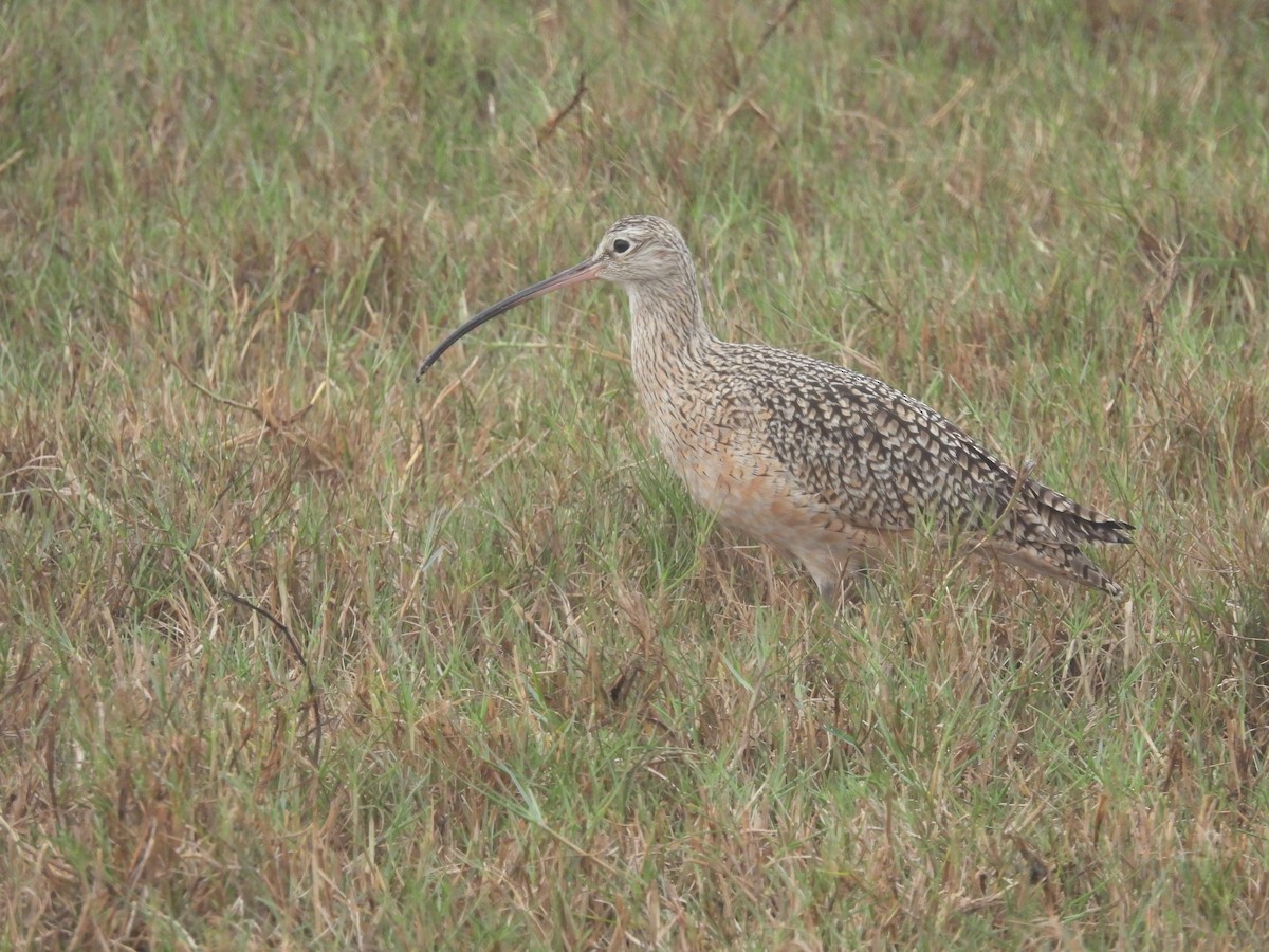 Long-billed Curlew - ML646563254