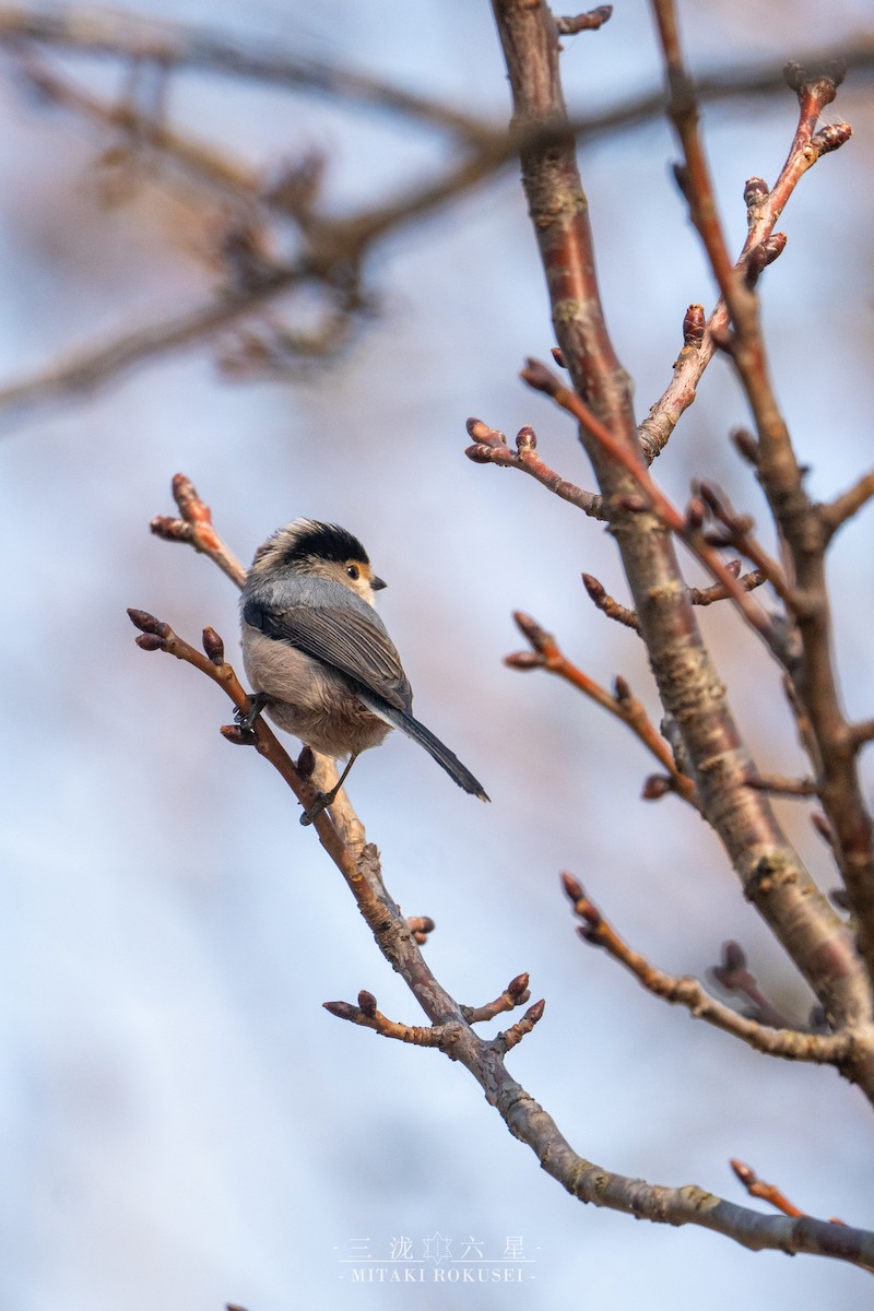 Buztanluze kaskabeltza - ML646563256