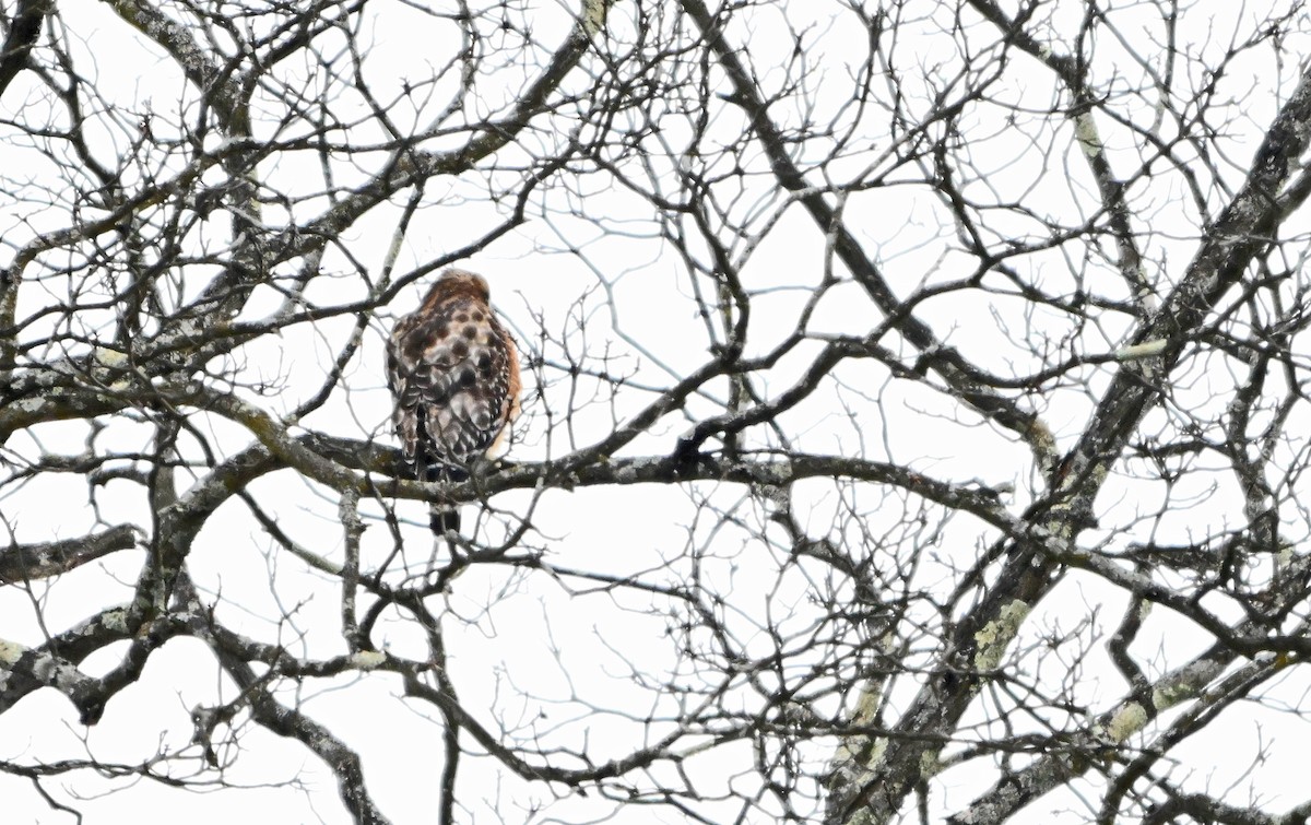 Red-shouldered Hawk - ML646563257