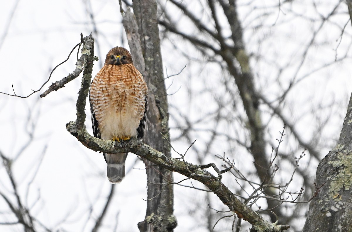 Red-shouldered Hawk - ML646563258