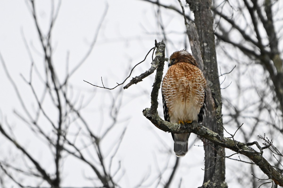Red-shouldered Hawk - ML646563259