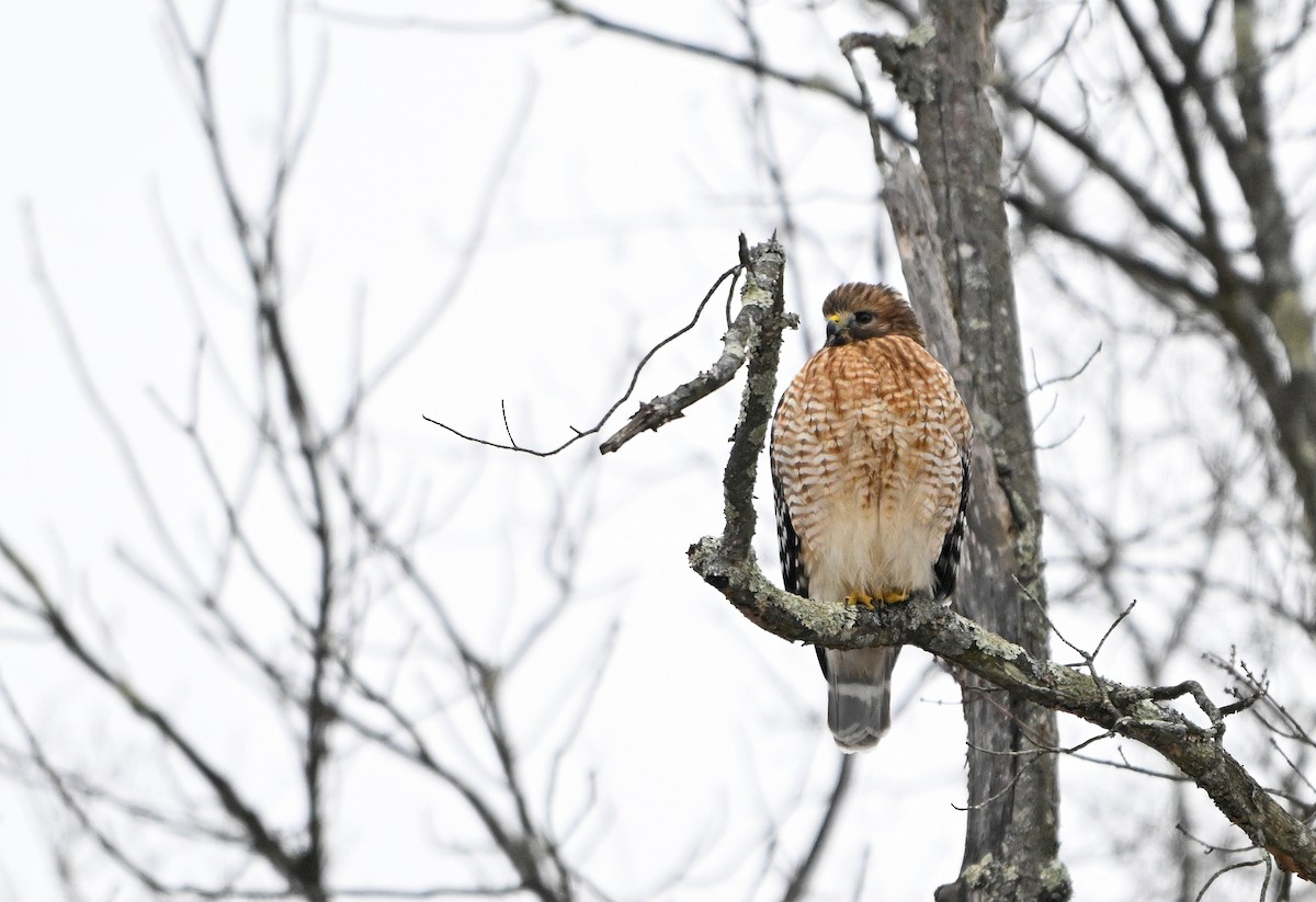 Red-shouldered Hawk - ML646563260