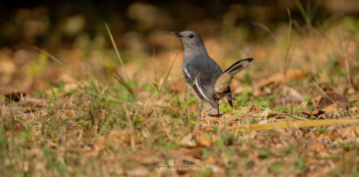 Oriental Magpie-Robin - ML646563269