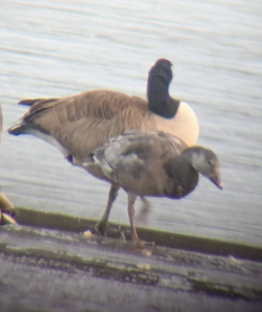 Snow Goose - ML646563270