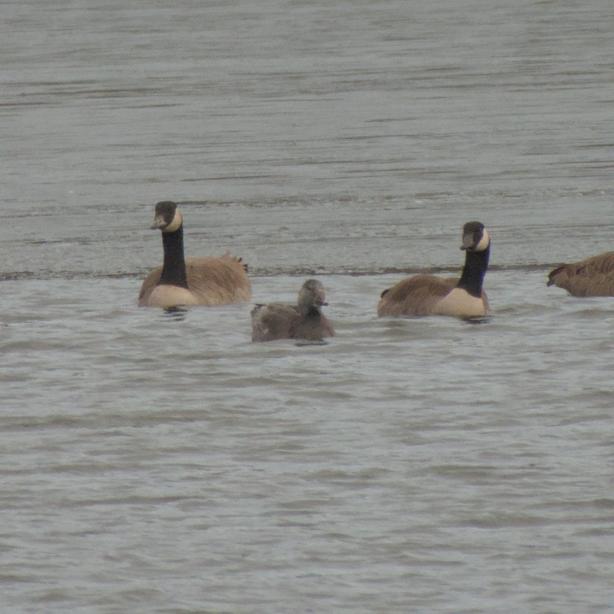 Snow Goose - ML646563271