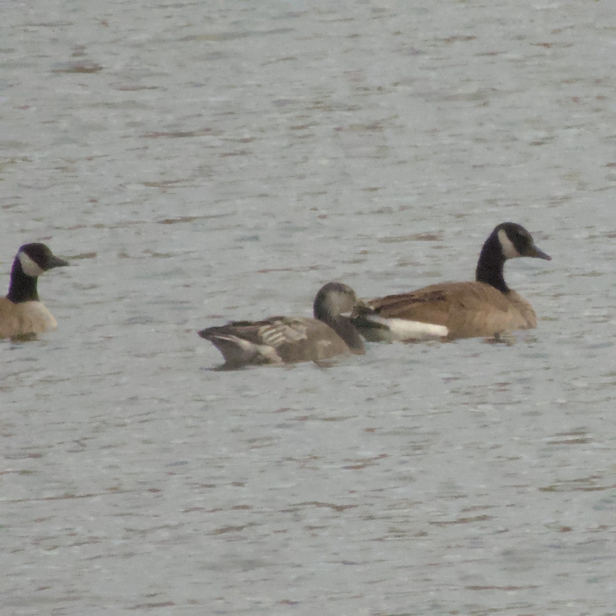 Snow Goose - ML646563272