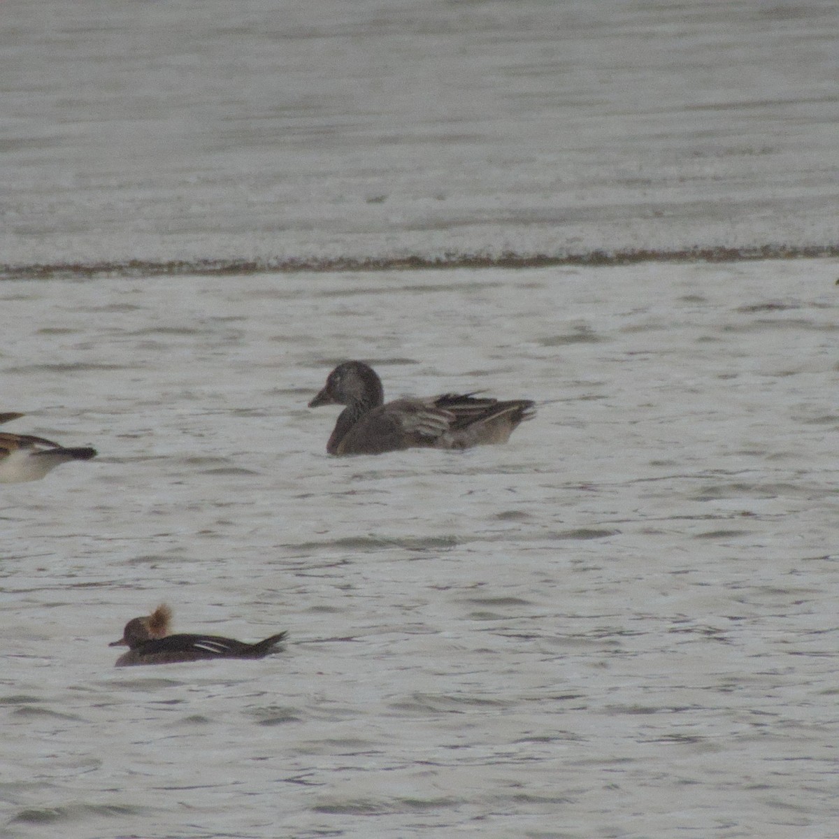 Snow Goose - ML646563273