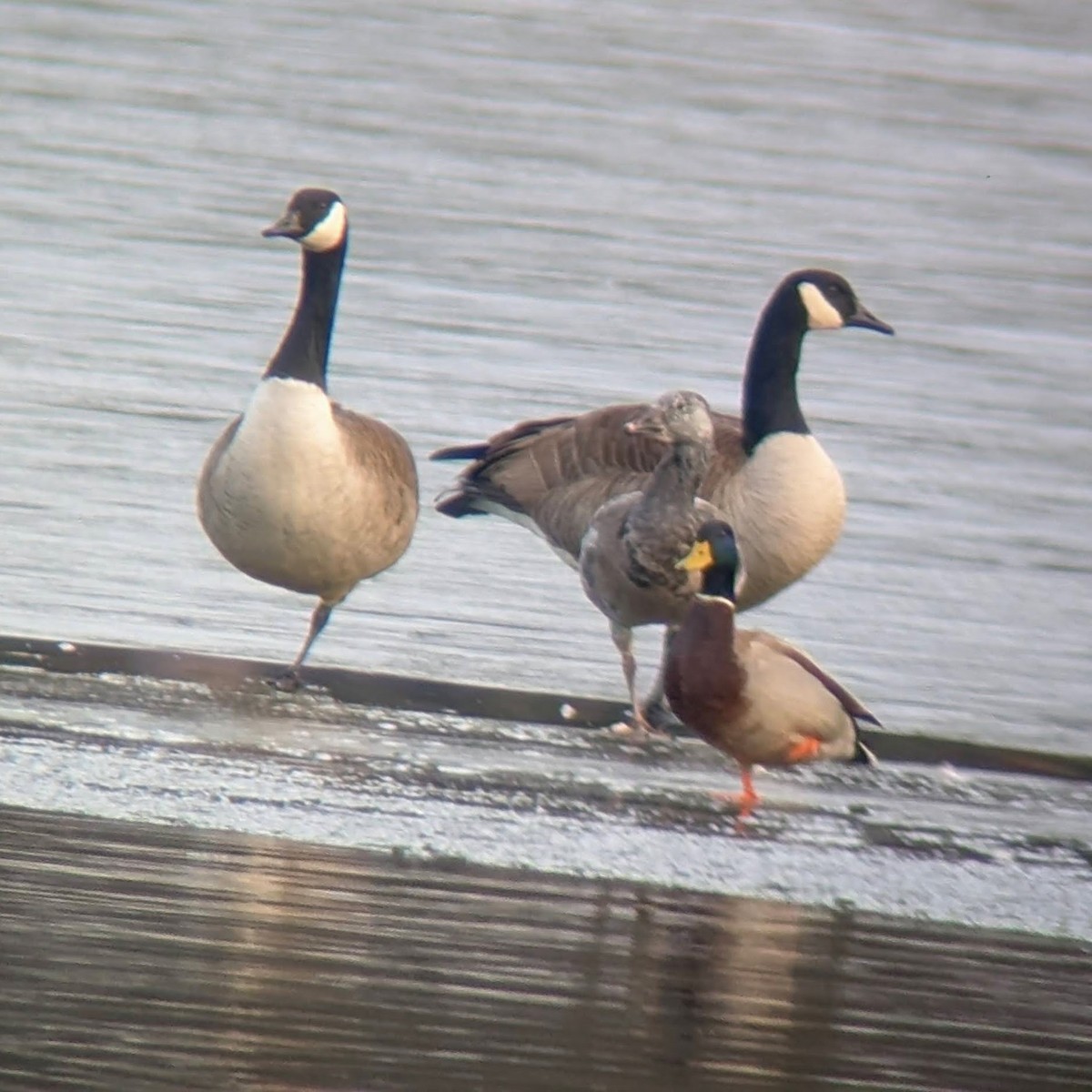 Snow Goose - ML646563274