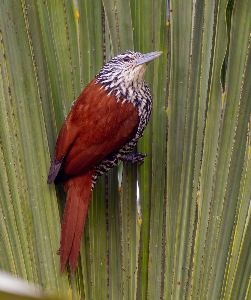 Point-tailed Palmcreeper - ML646563275