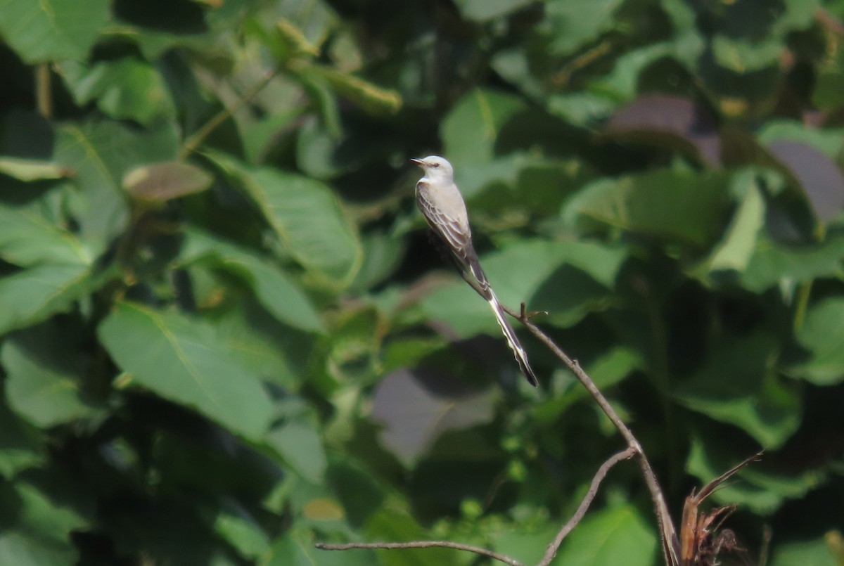 Scissor-tailed Flycatcher - ML646563278