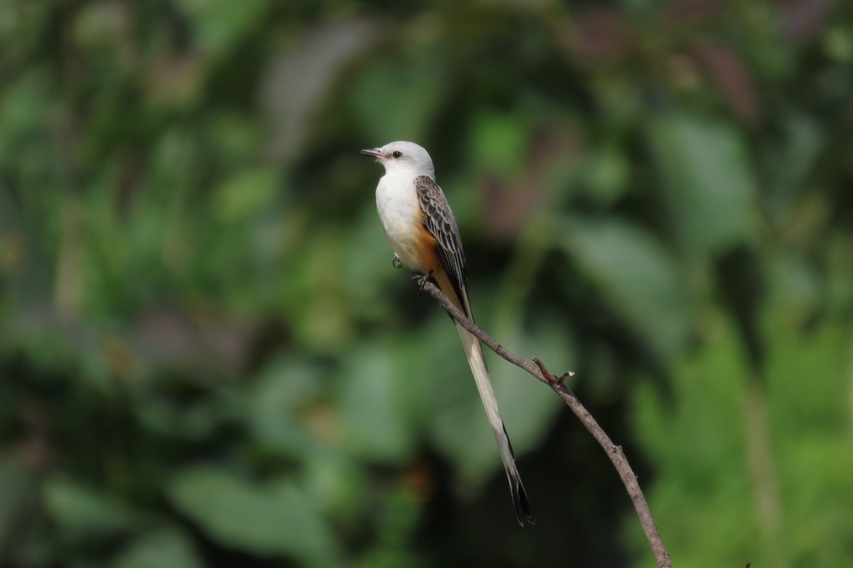 Scissor-tailed Flycatcher - ML646563279