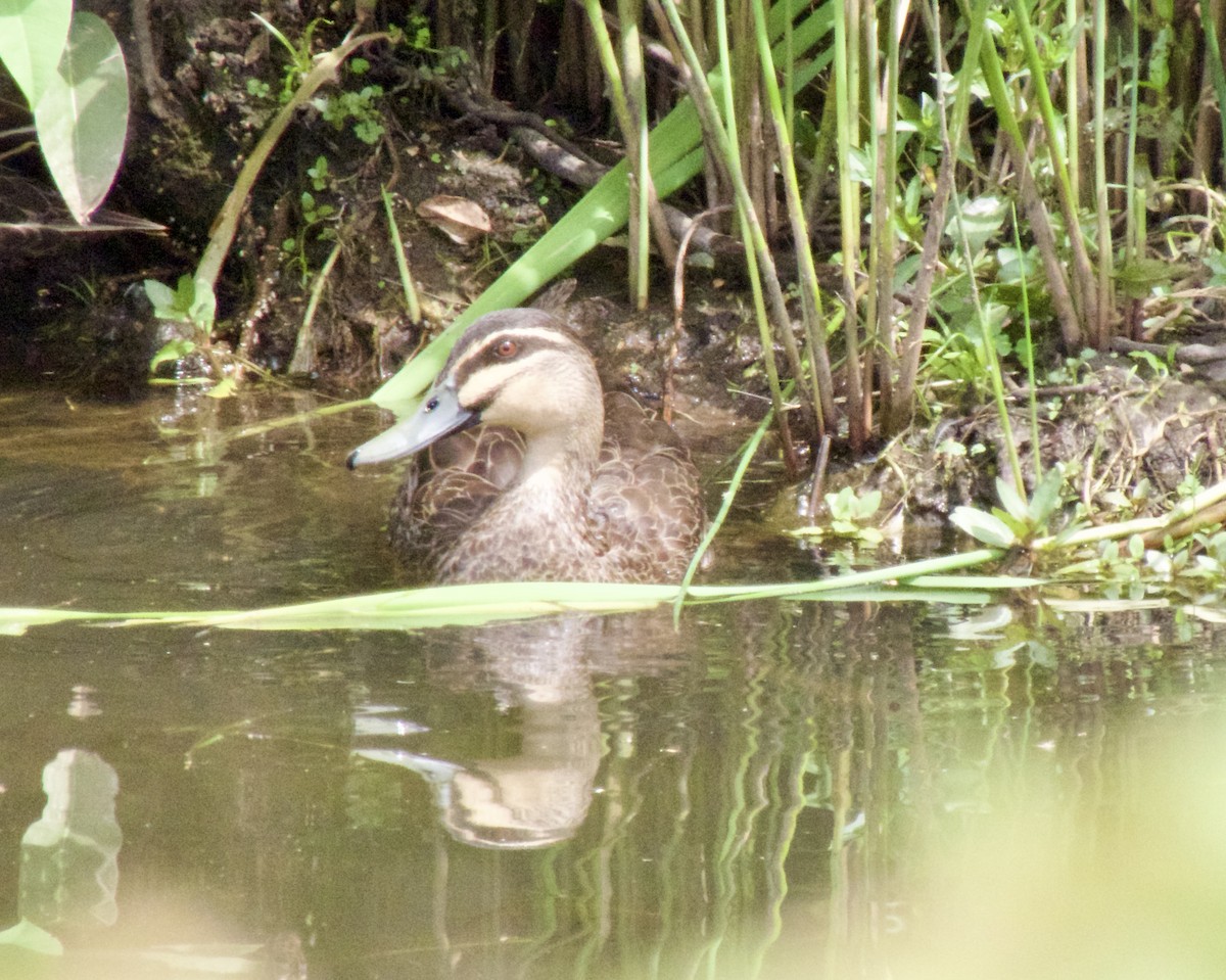 Pasifik Kara Ördeği - ML646563280