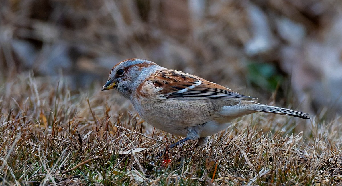 American Tree Sparrow - ML646563284