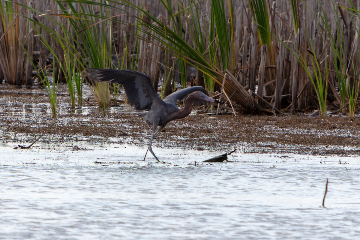 Reddish Egret - ML646563294