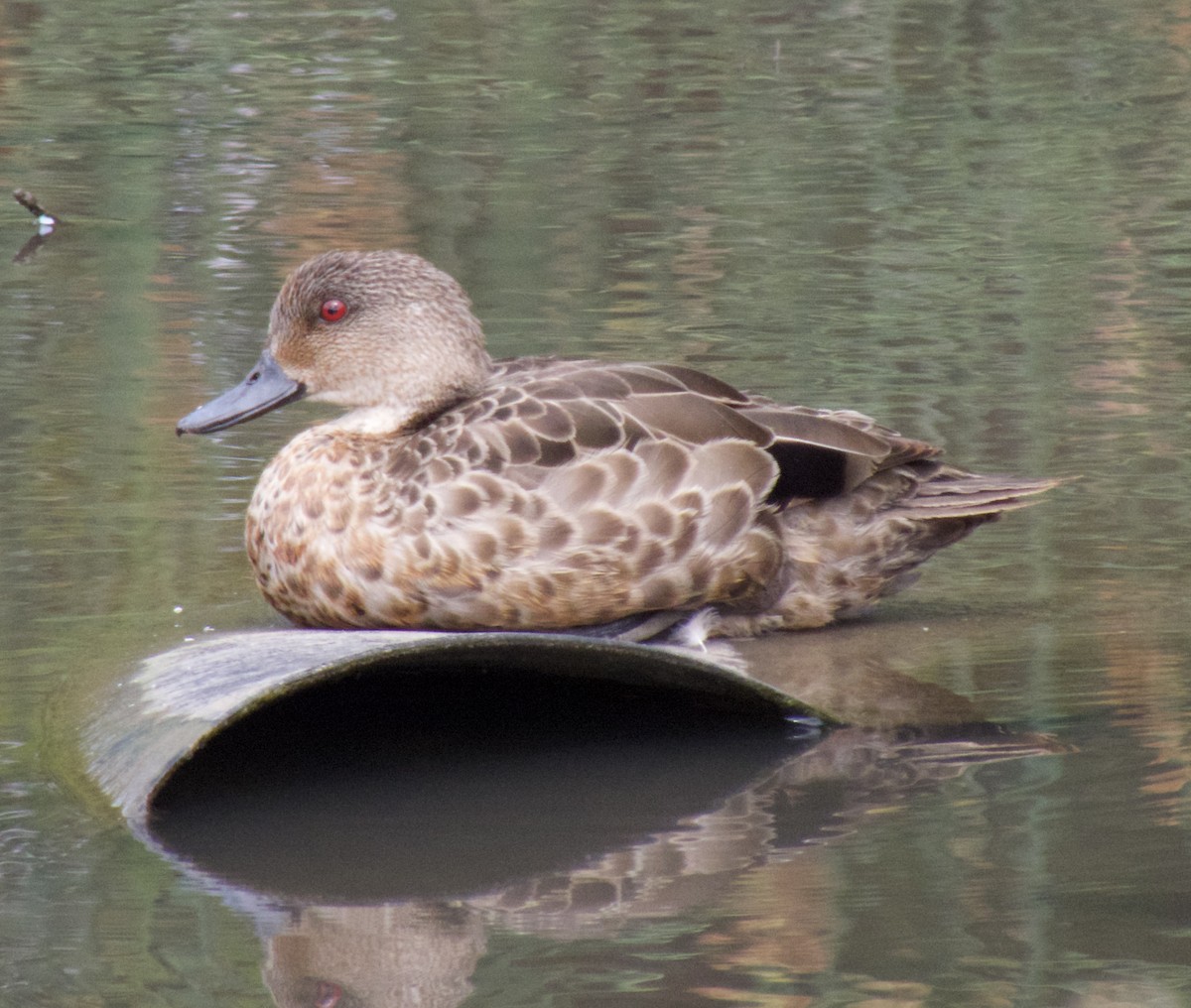 Avustralya Gri Çamurcunu - ML646563304