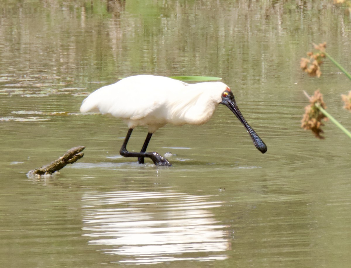 Kara Yüzlü Kaşıkçı - ML646563313