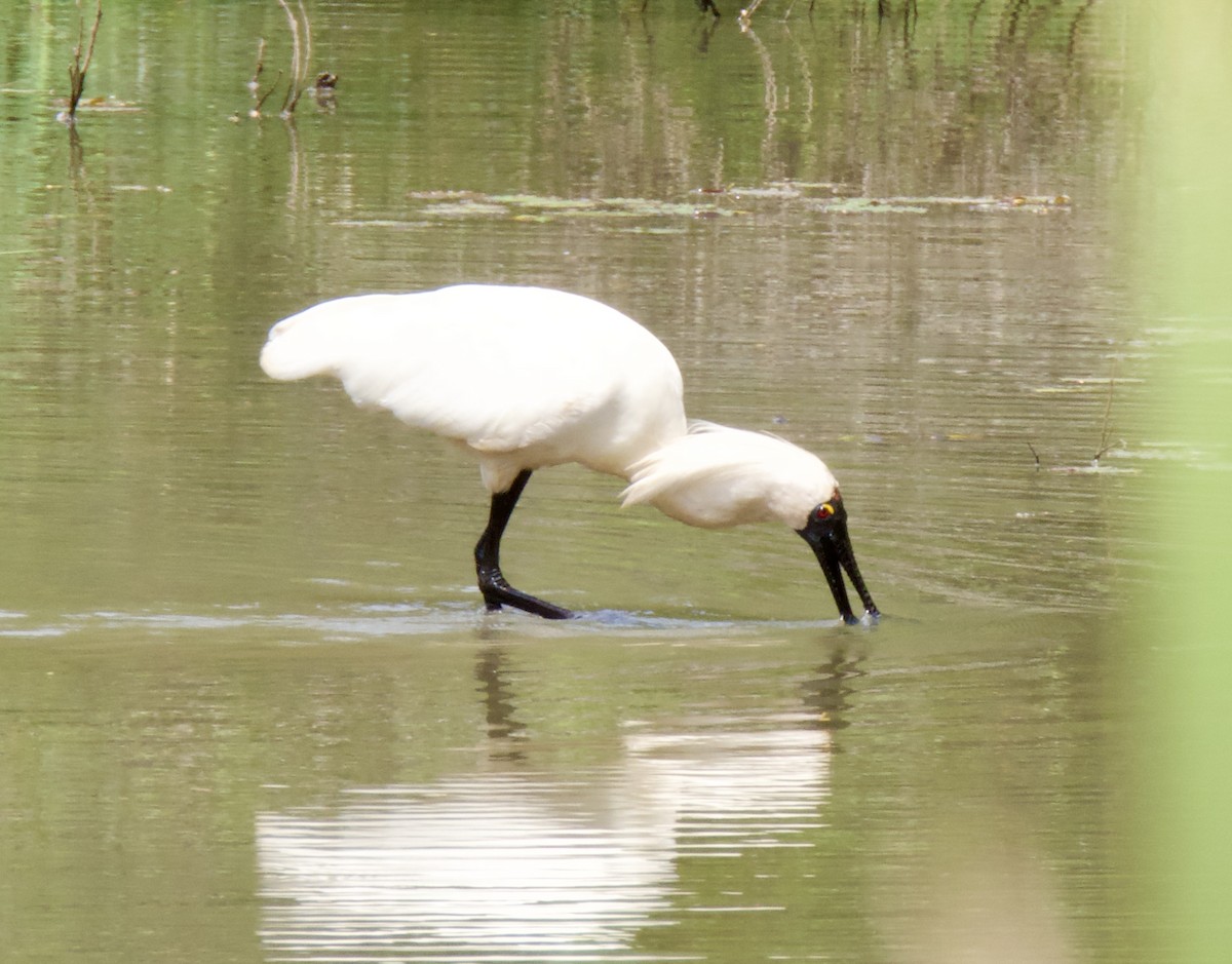 Kara Yüzlü Kaşıkçı - ML646563314