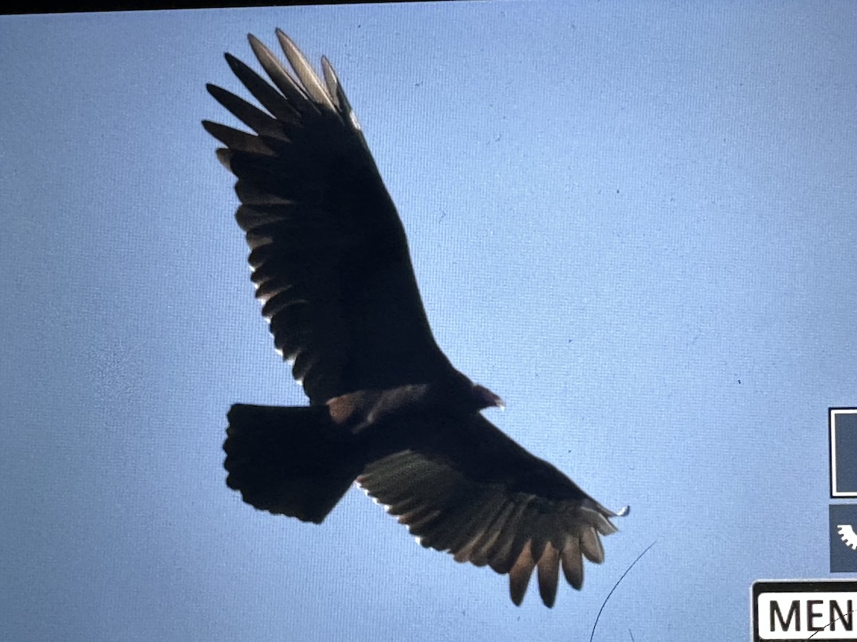 Urubu à tête rouge - ML646563315