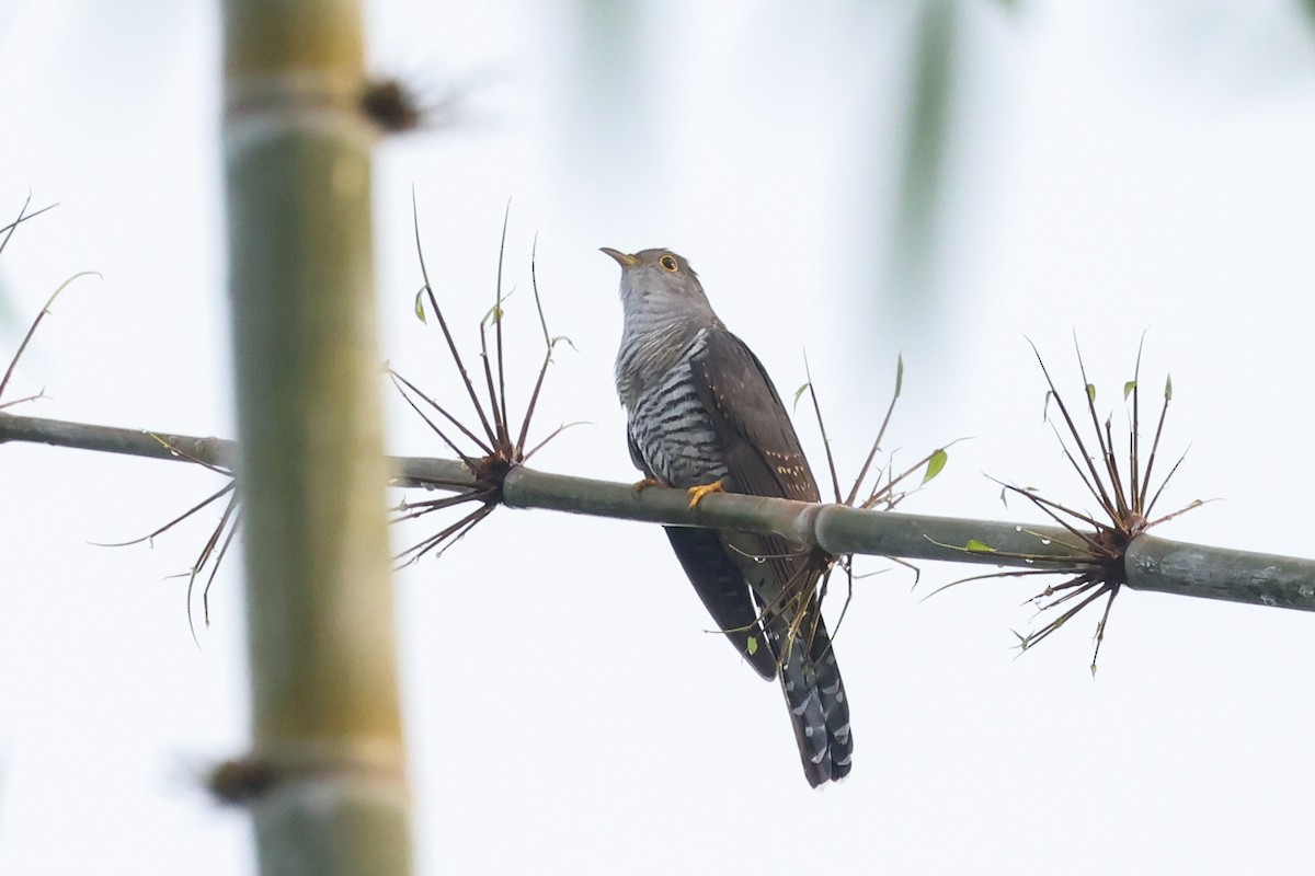 Coucou de Madagascar - ML646563318