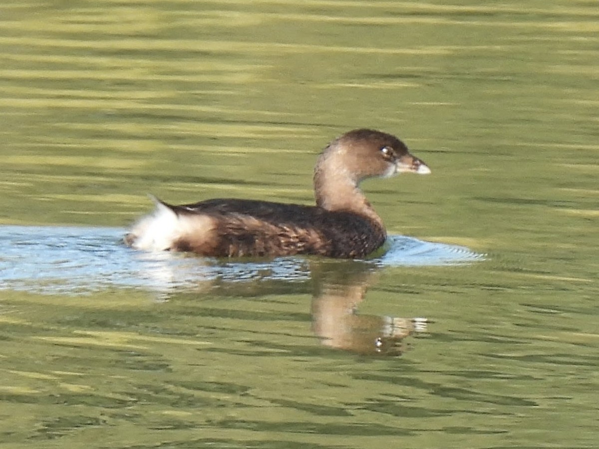 Пестроклювая поганка - ML646563319