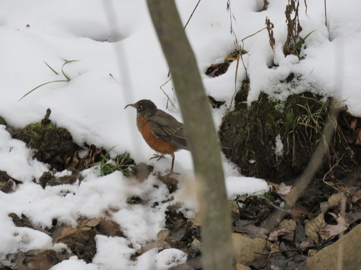 American Robin - ML646563320