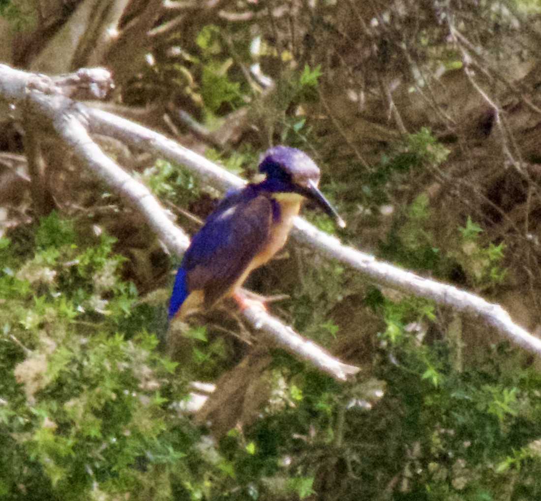 Mor-Mavi Yalıçapkını - ML646563323