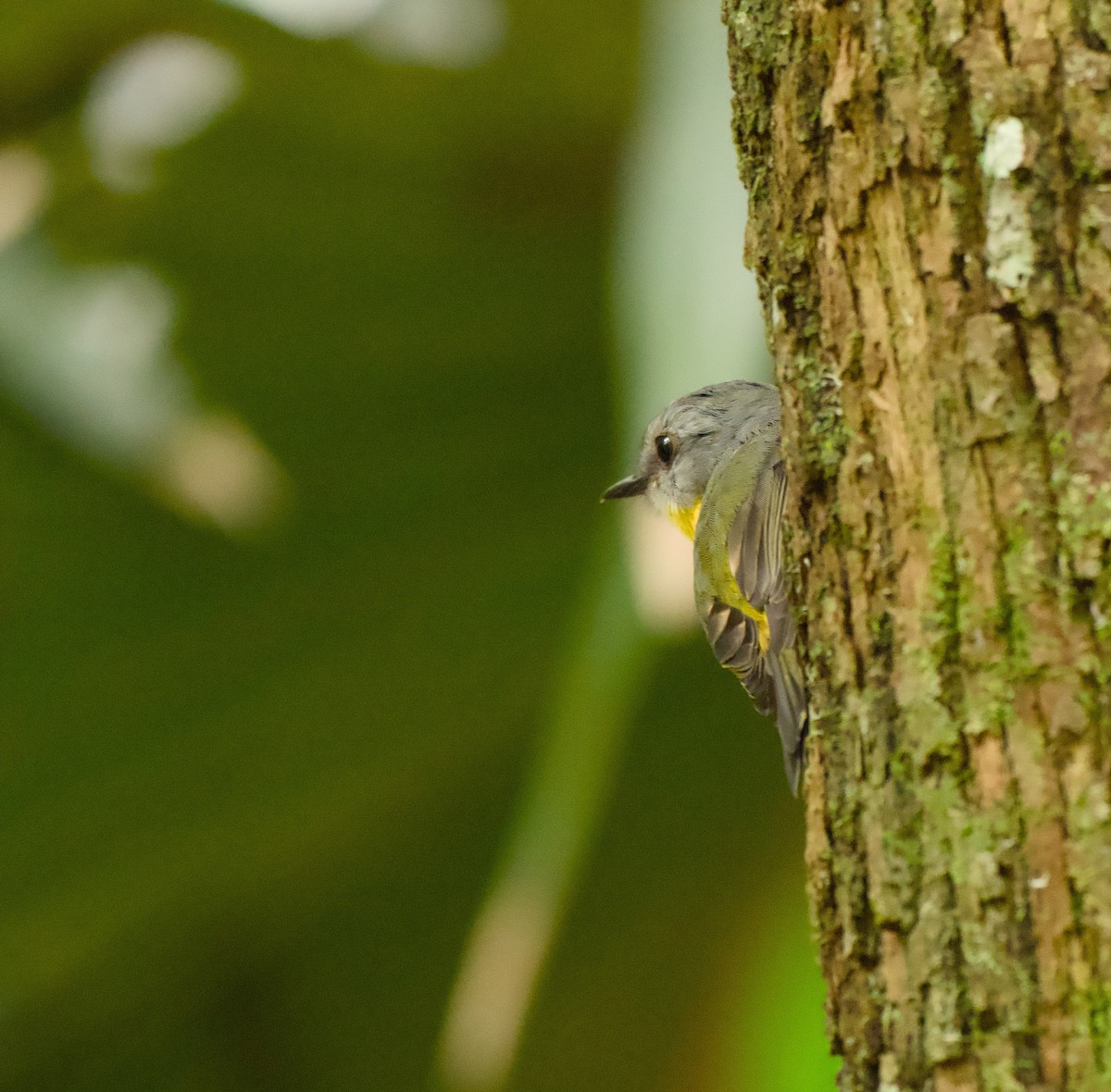 lejsčík žlutý - ML646563324