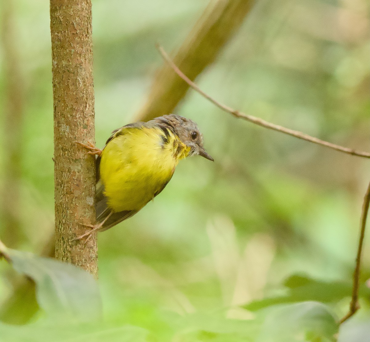 lejsčík žlutý - ML646563325