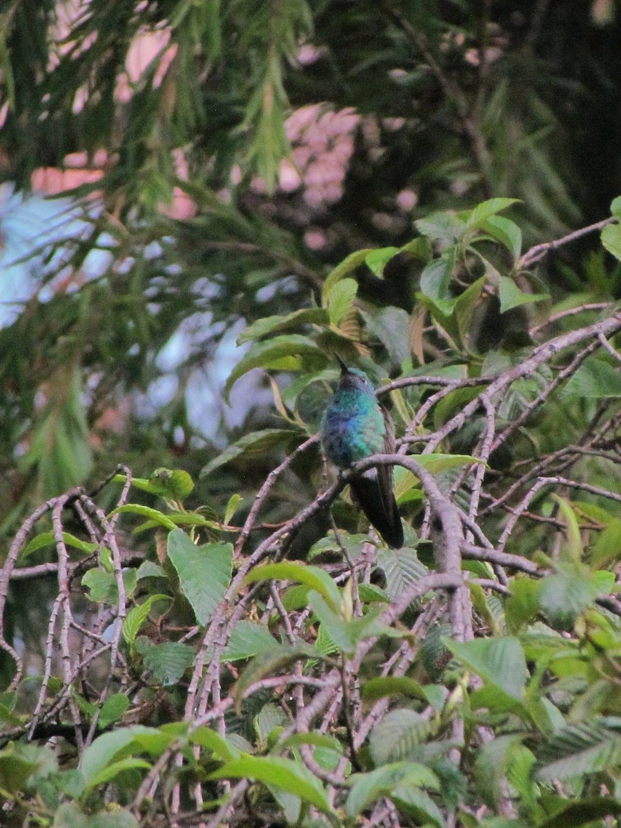 Колібрі синьочеревий - ML646563330