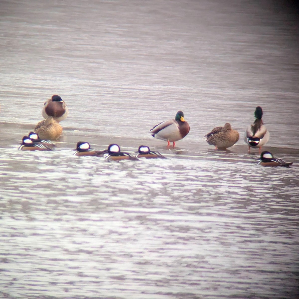 Hooded Merganser - ML646563337
