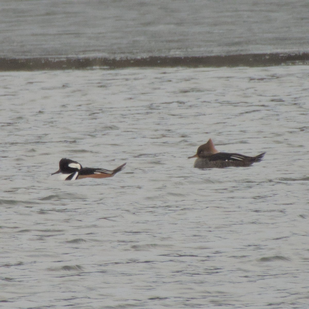 Hooded Merganser - ML646563338