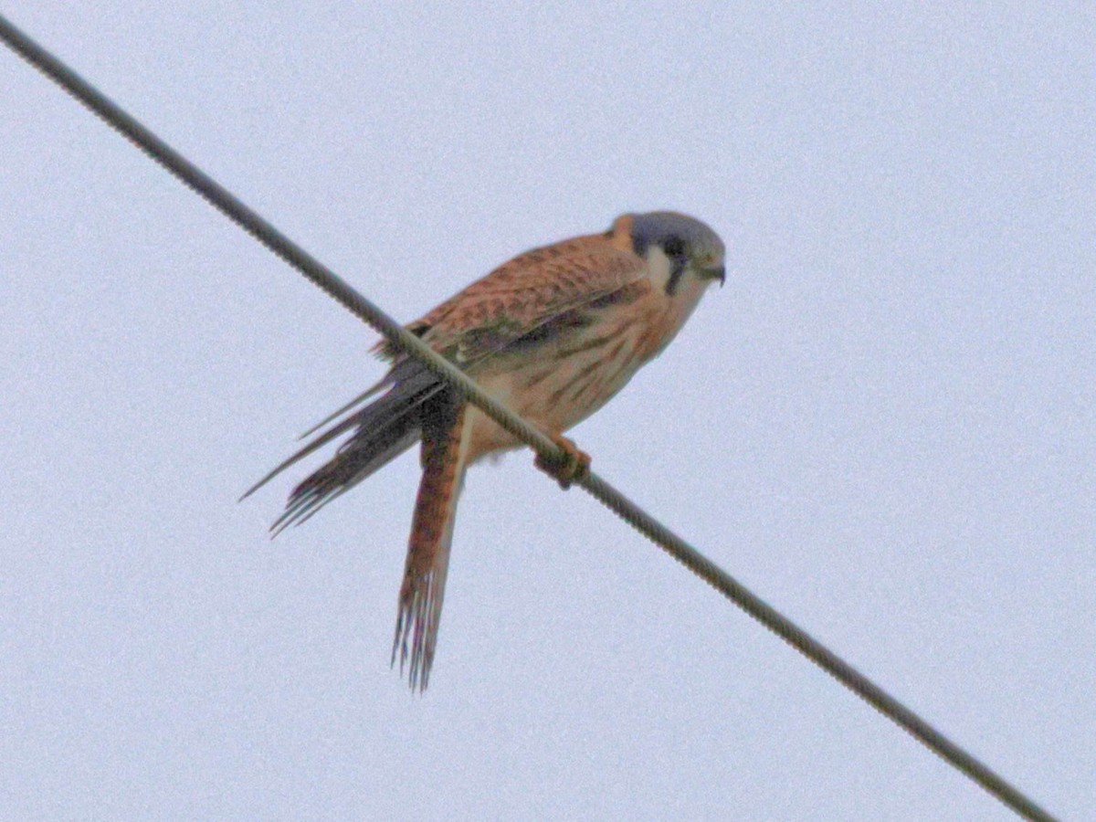 American Kestrel - ML646563339