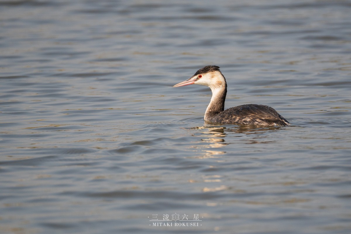 Murgil mottoduna - ML646563341