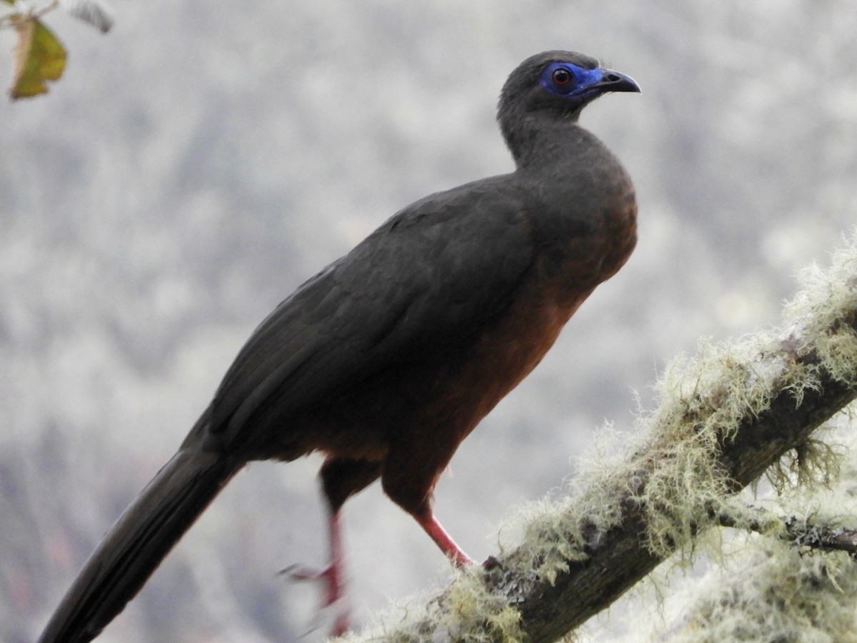 Sickle-winged Guan - ML646563342