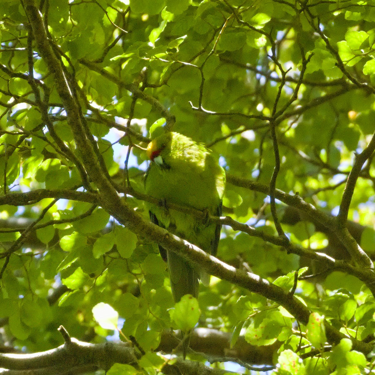 Yellow-crowned Parakeet - ML646563343