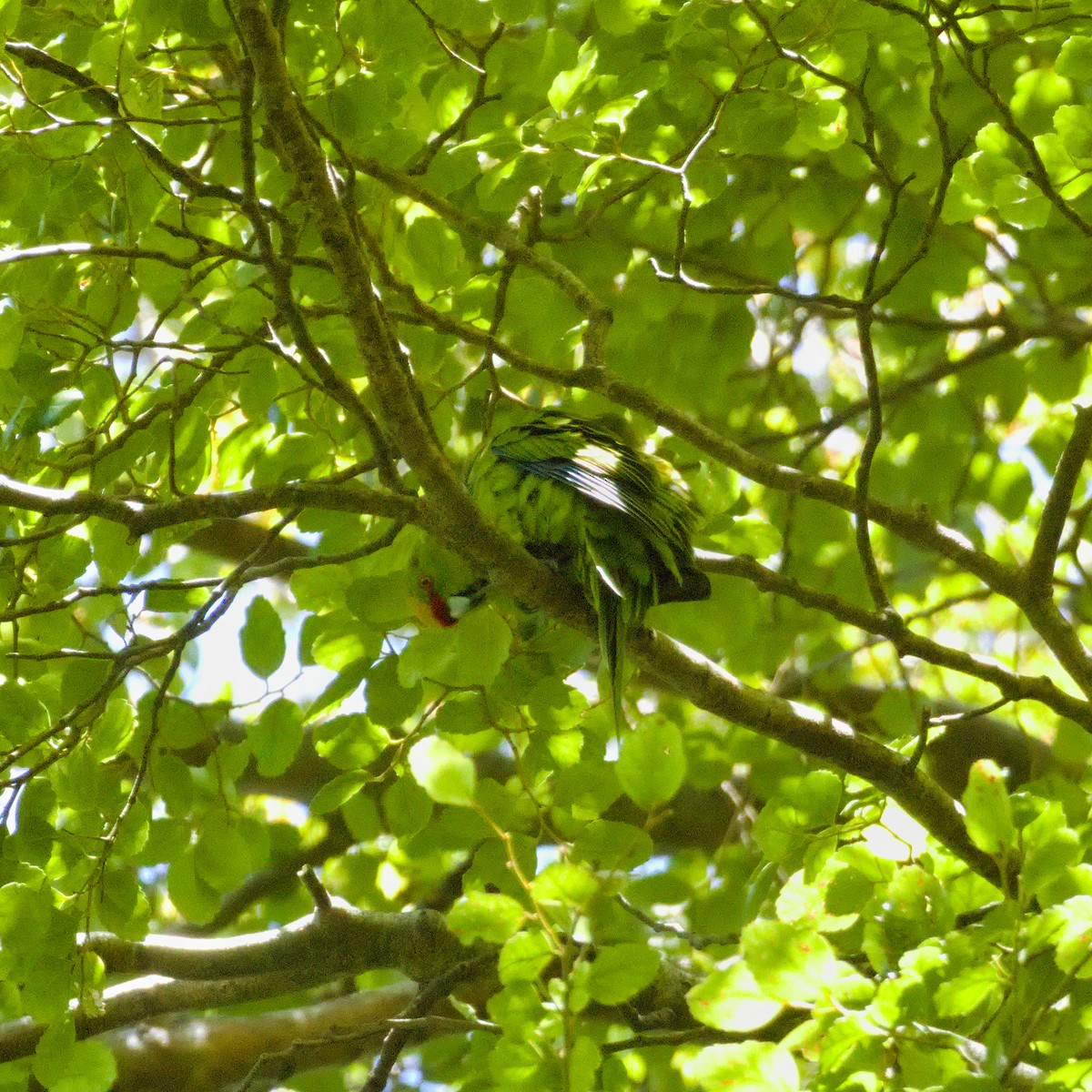 Yellow-crowned Parakeet - ML646563344