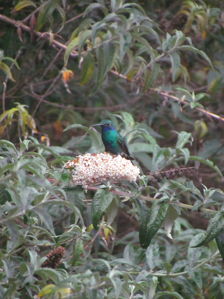 Колібрі синьочеревий - ML646563345