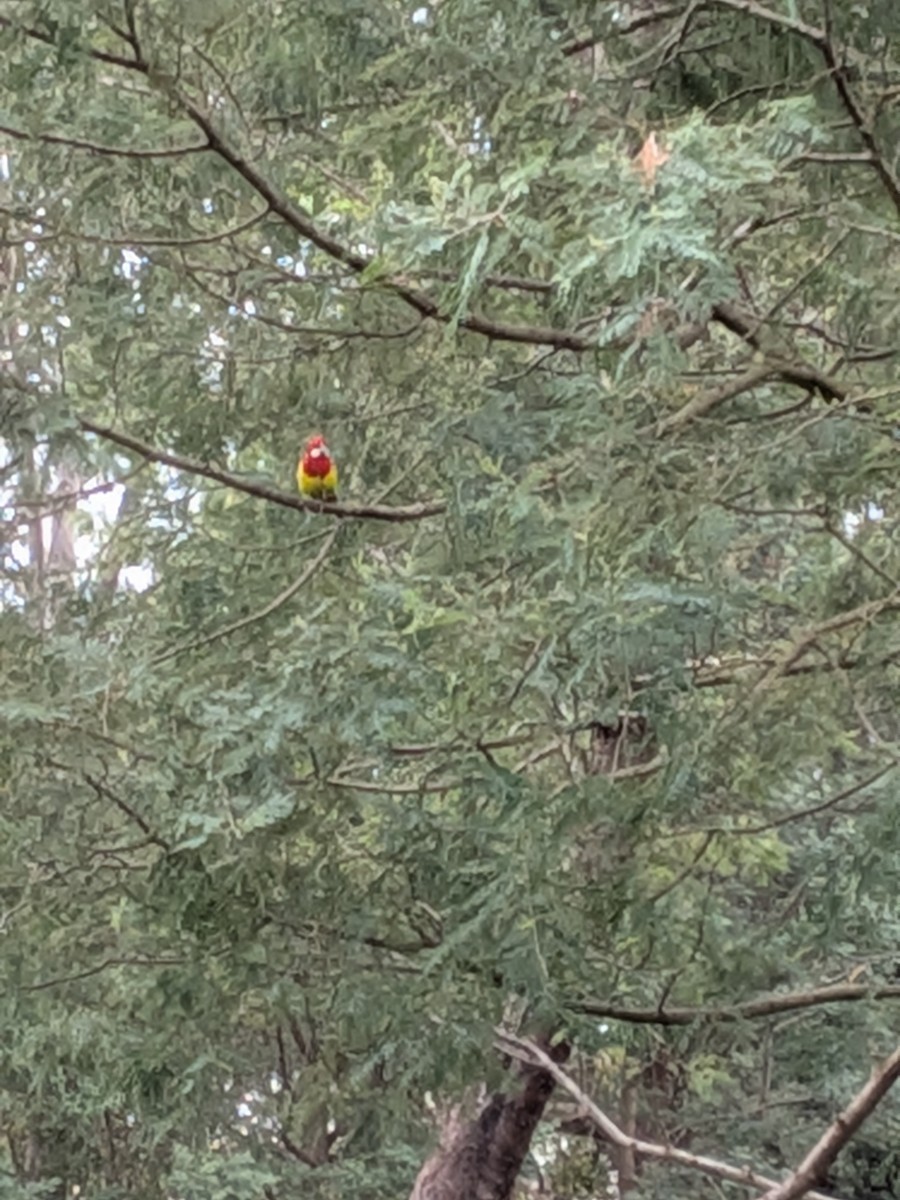 Rosella orientale - ML646563346