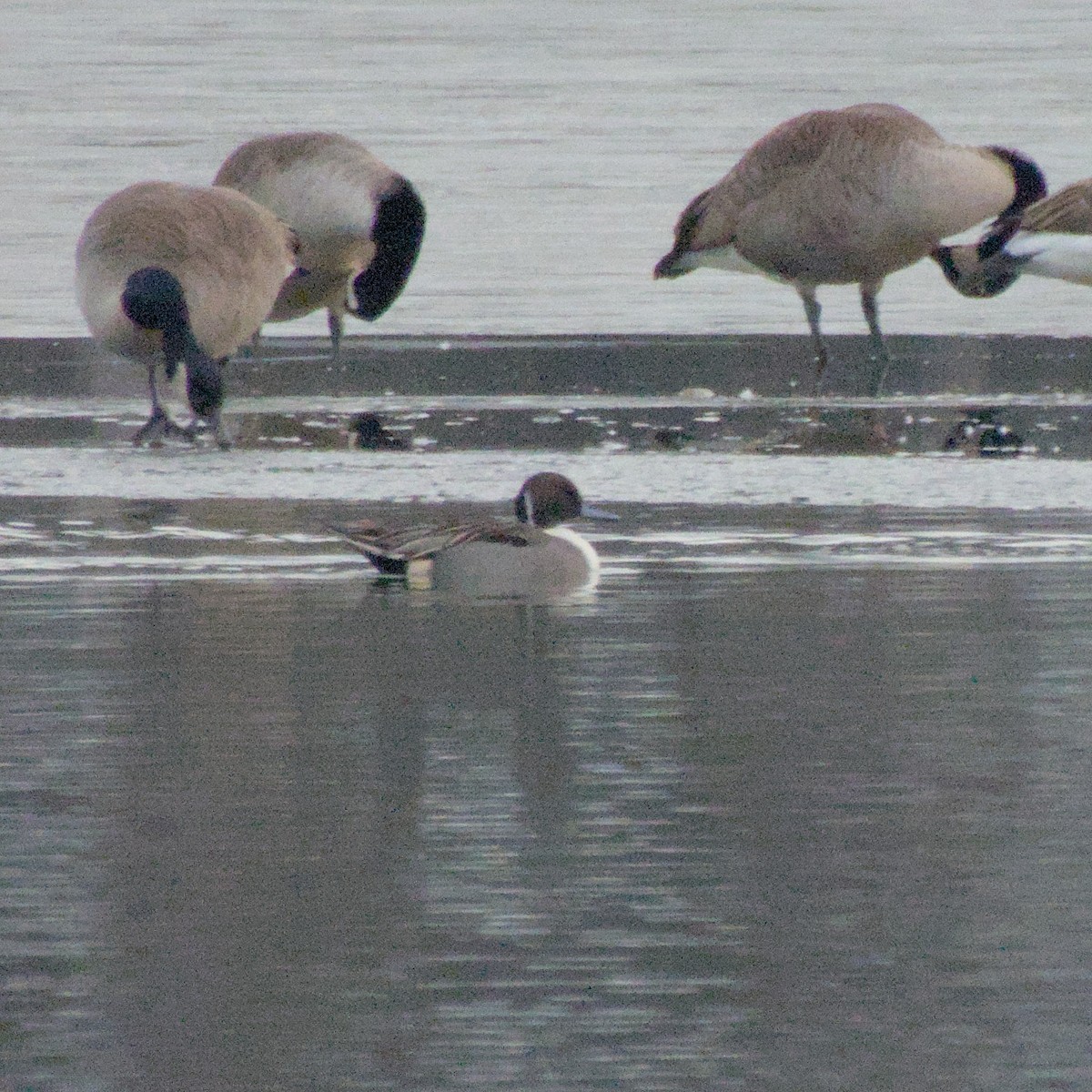 Northern Pintail - ML646563347
