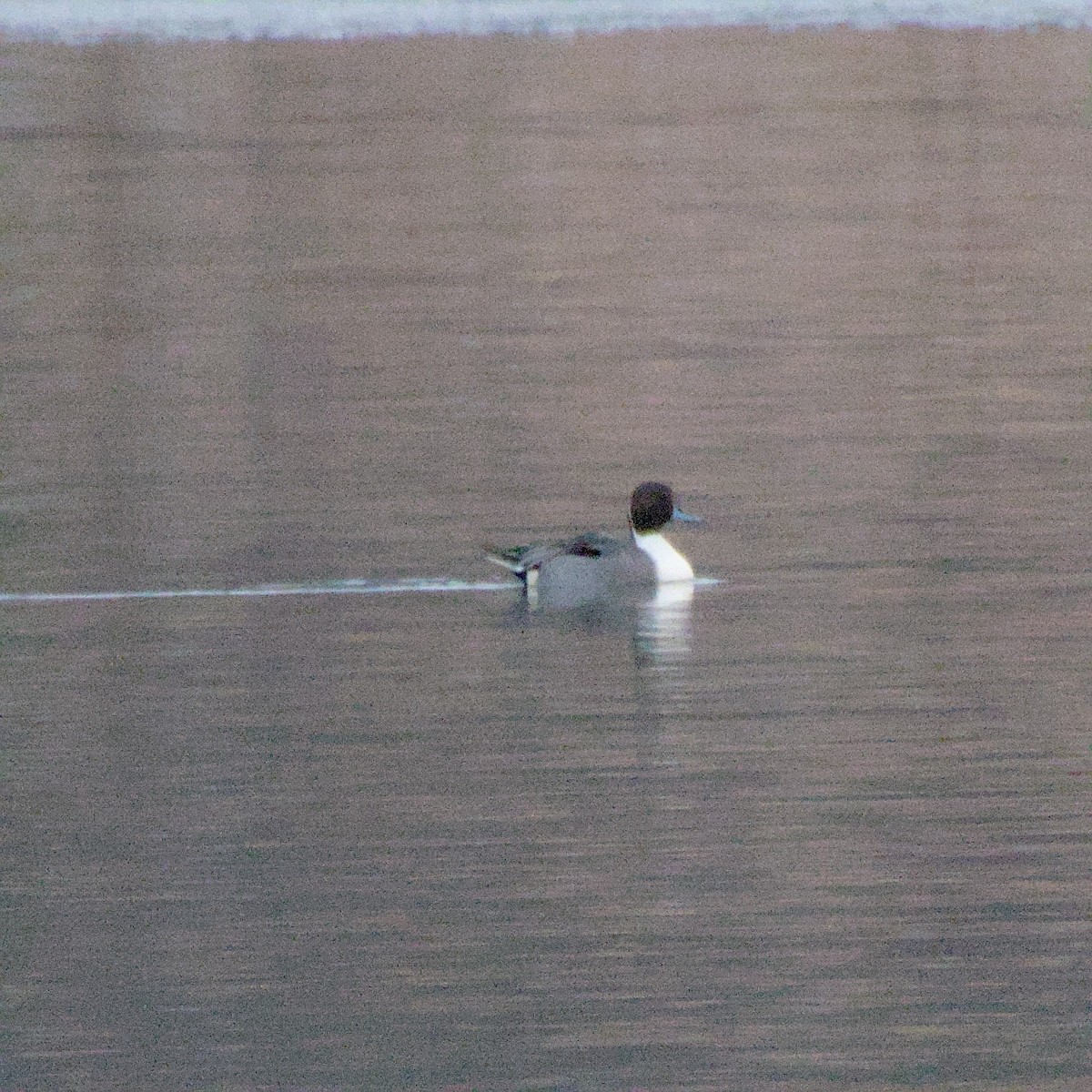 Northern Pintail - ML646563348