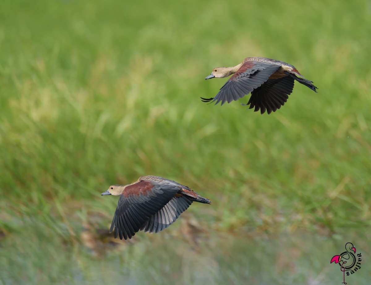Lesser Whistling-Duck - ML646563357