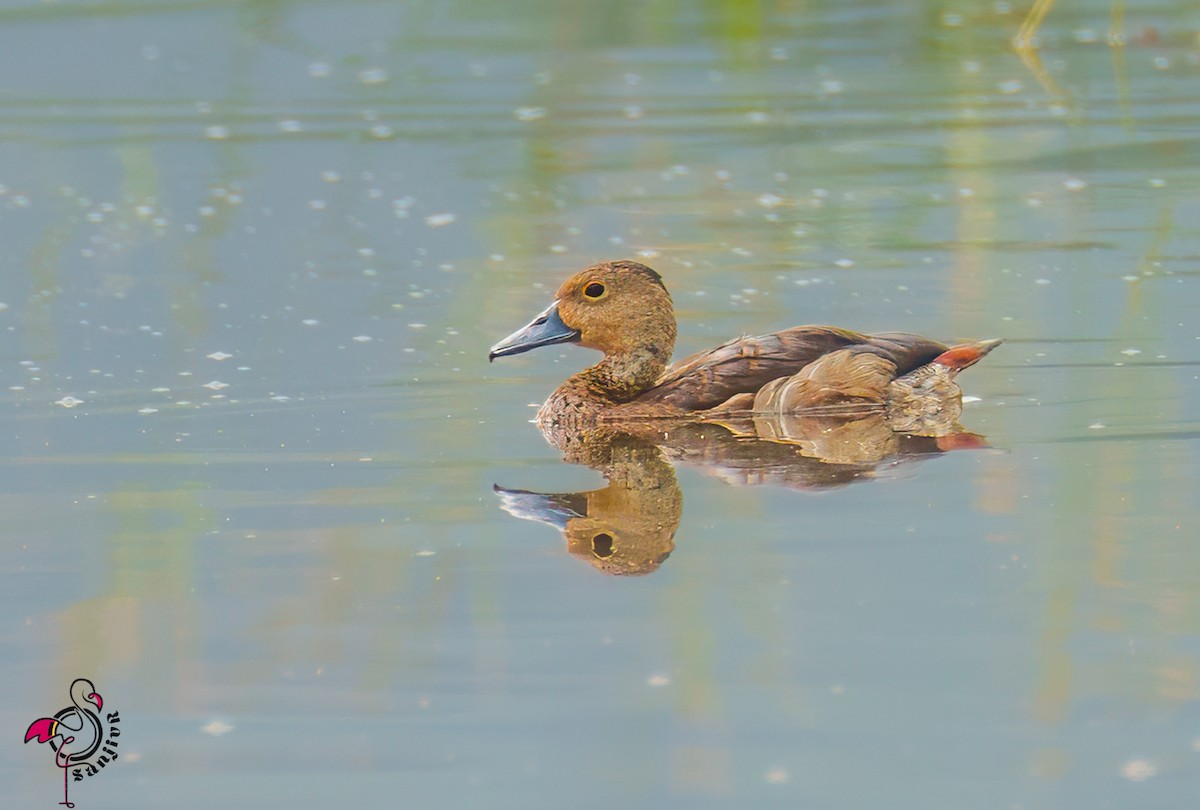 Lesser Whistling-Duck - ML646563358