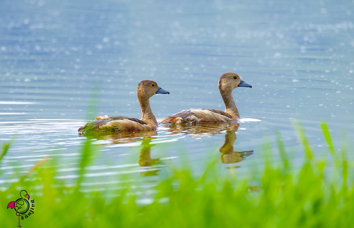 Lesser Whistling-Duck - ML646563359