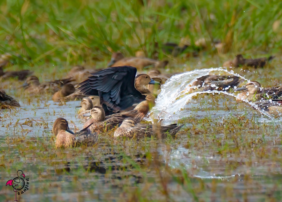 Lesser Whistling-Duck - ML646563360