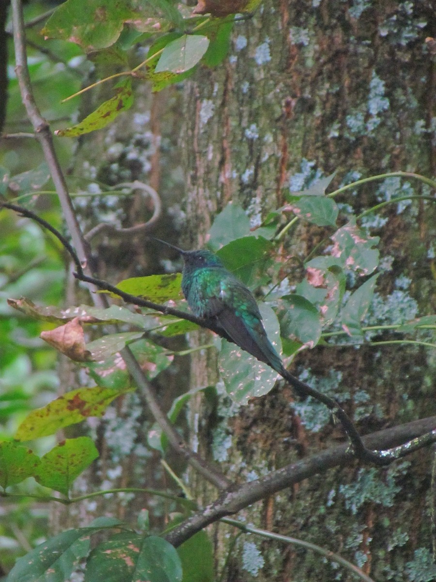 Колібрі синьочеревий - ML646563361