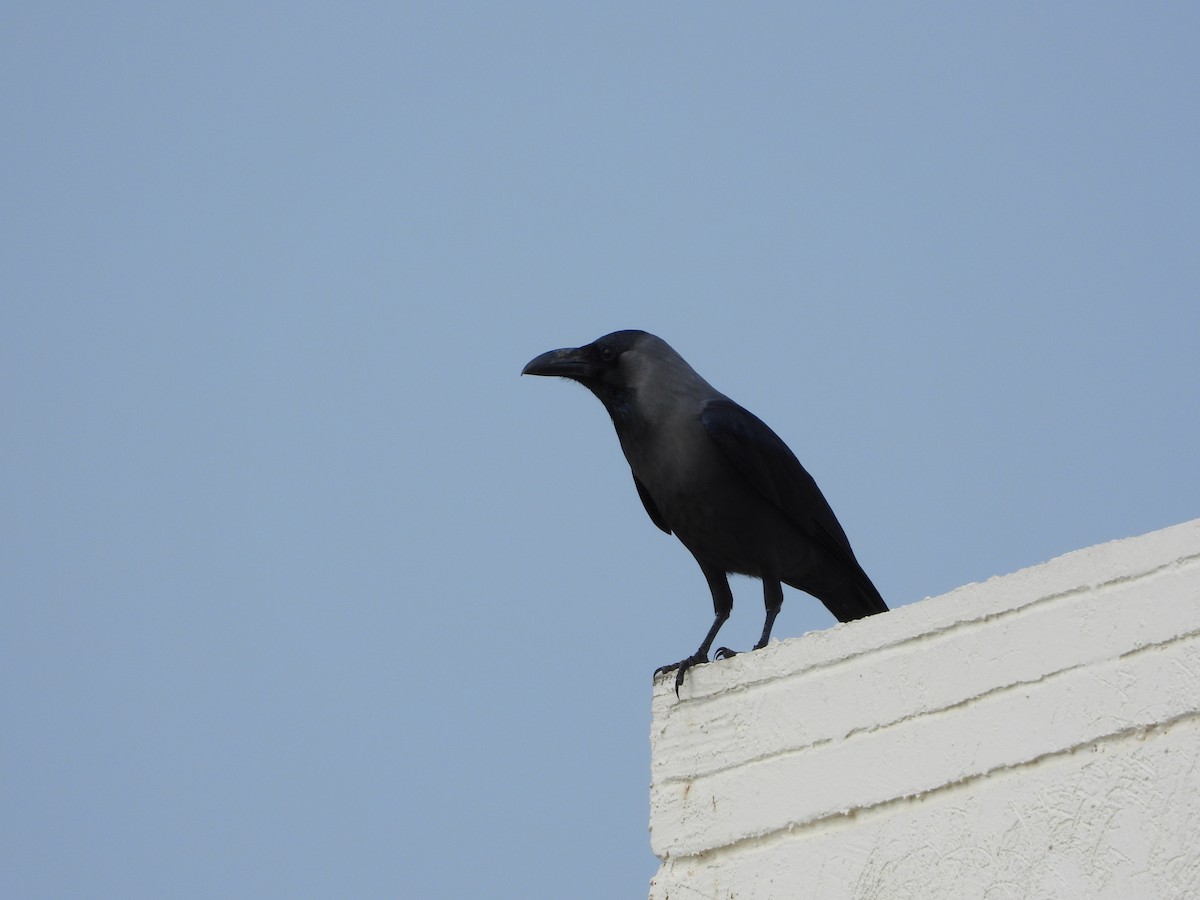 House Crow - ML646563362
