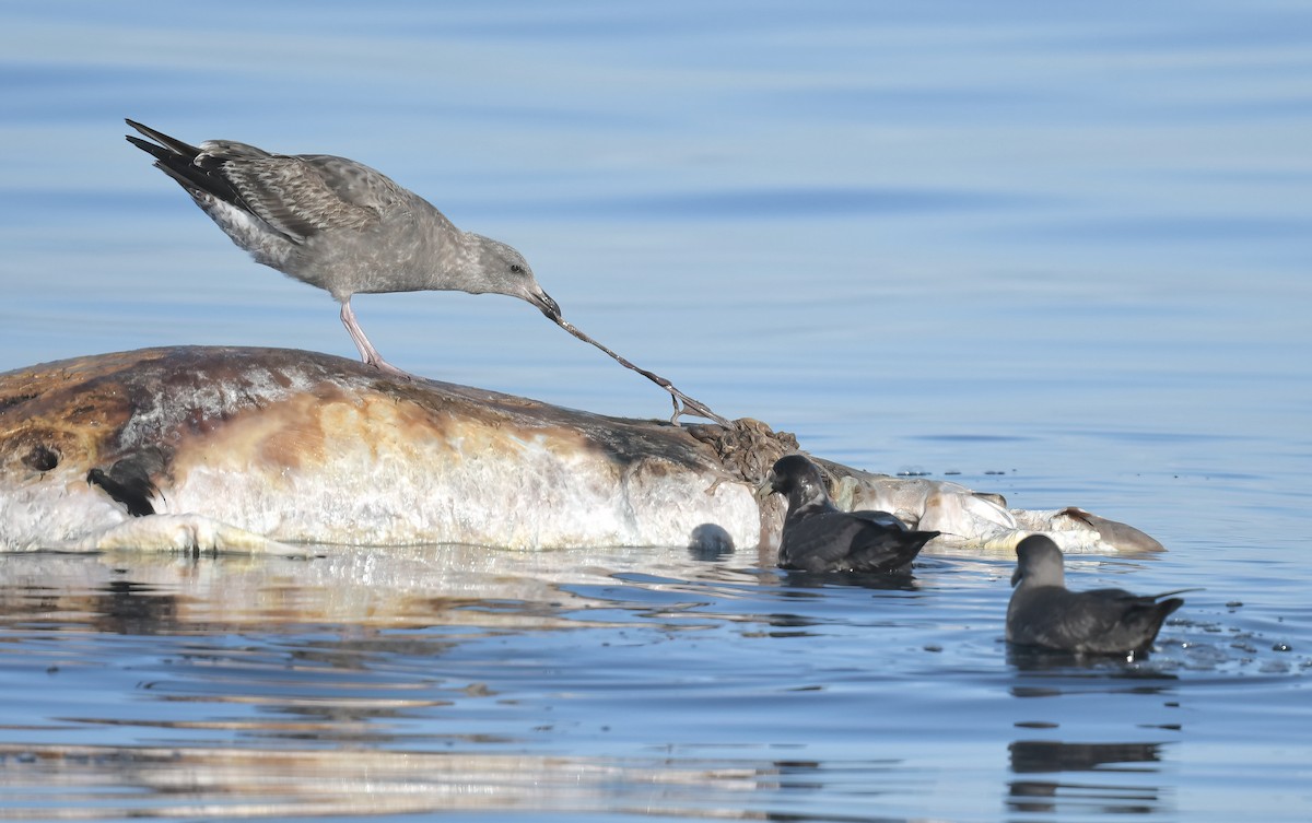 Western Gull - ML646563364