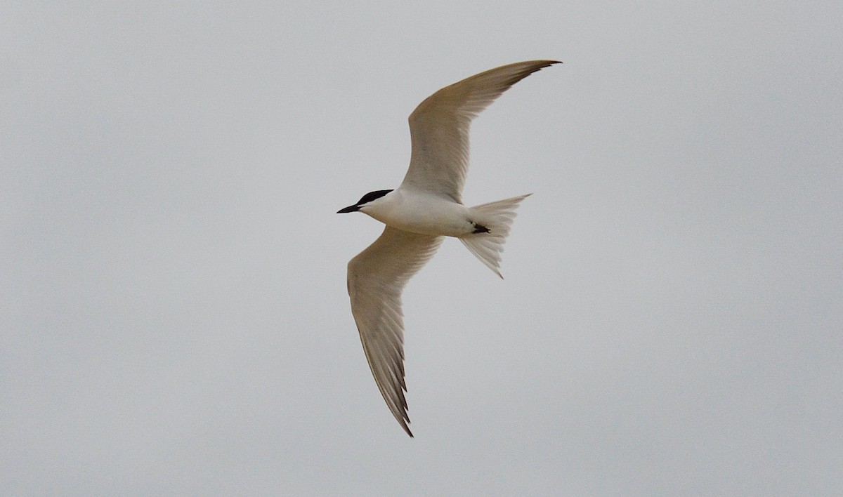 Gull-billed Tern - ML646563366