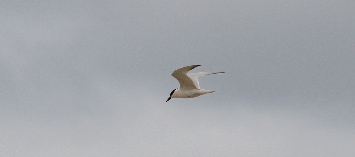 Gull-billed Tern - ML646563367