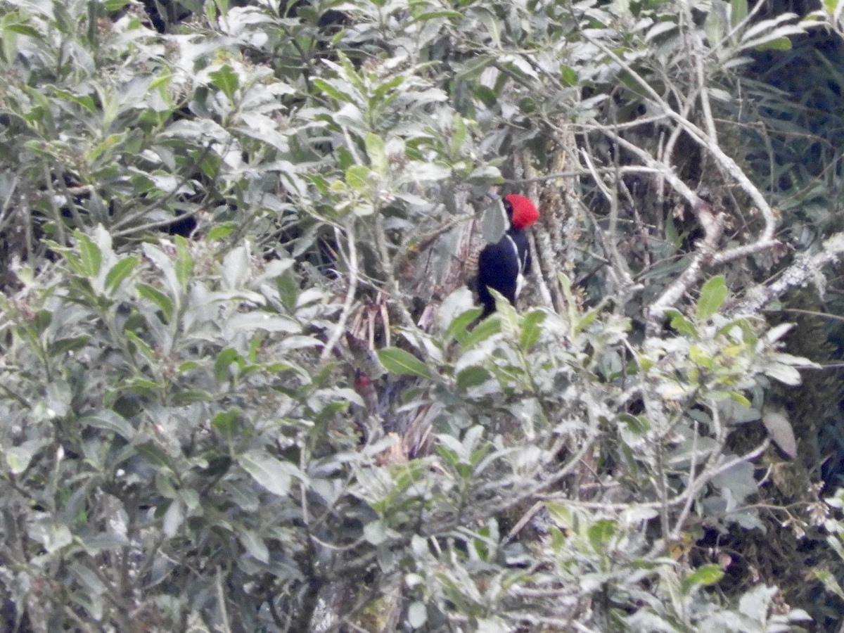 Powerful Woodpecker - ML646563368